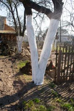 Fruit apple tree trunks whitened with chalk in a spring garden, with white pa Foto stock