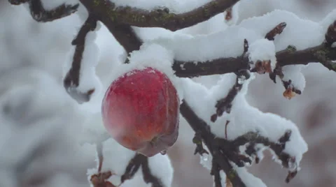 The fruit of the apple tree in the winter on a branch in the snow. Stock Footage 58721512