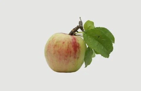 Fruit apple, wild apple tree. Stock Photos
