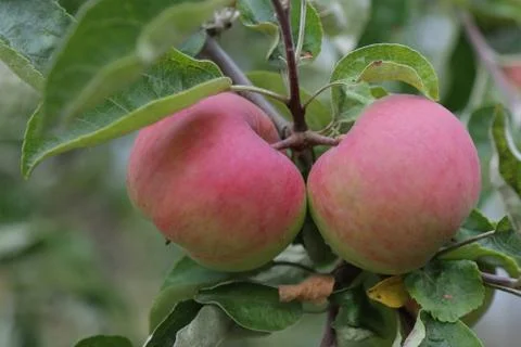 Fruit apples hang on the tree. Stock Photos