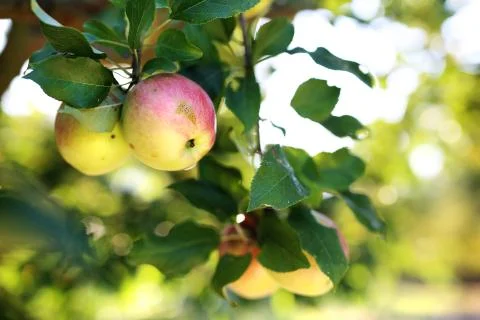 Fruit apples on a tree. Stock Photos