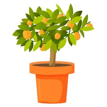 Fruit apricot tree in a pot. Realistic vector illustration. Stock Illustration