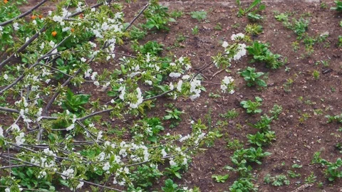 Fruit aromatic tree blooms in the garden Stock Footage 107794830