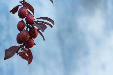 Fruit background for presentation overlay Stock Photos
