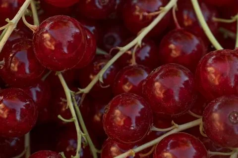 Fruit background. Red currant macro photography. A handful of red berries top Stock Photos