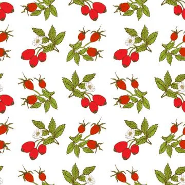 Fruit background Seamless pattern with hand drawn sketch rose hip vector illu Stock Illustration