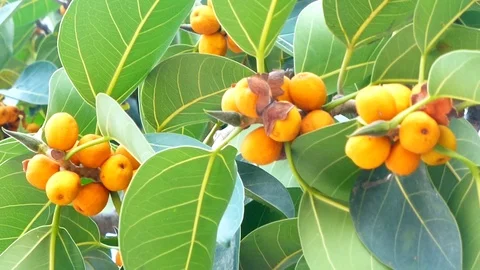Fruit of banyan Stock Footage 126984001