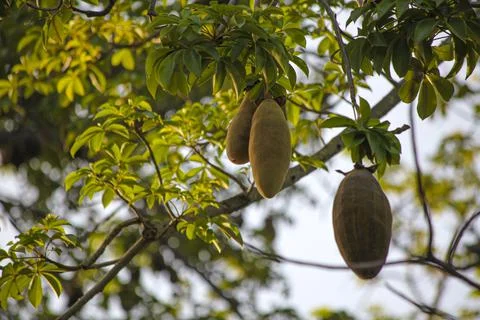 The fruit of the baobab | monkey bread Stock Photos
