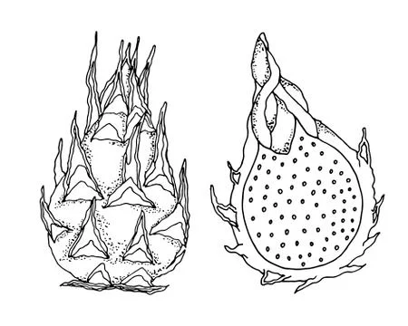 Fruit basic set, black and white. Vector illustration. Outline, hand drawn art Stock Illustration