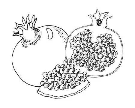 Fruit basic set, black and white. Vector illustration. Outline, hand drawn art Stock Illustration