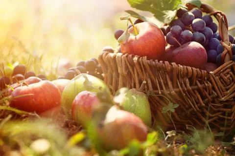 Fruit in basket Stock Photos