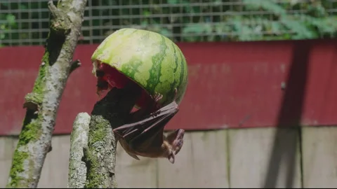 Fruit Bat 01. Eating watermelon. 4K Locked Tripod Shot. Stock Footage 136444232