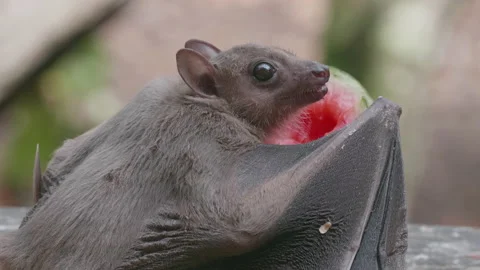 Fruit Bat 06. A very close up shot of a flying fox. 4K Locked Tripod Shot. Stock Footage 139514071