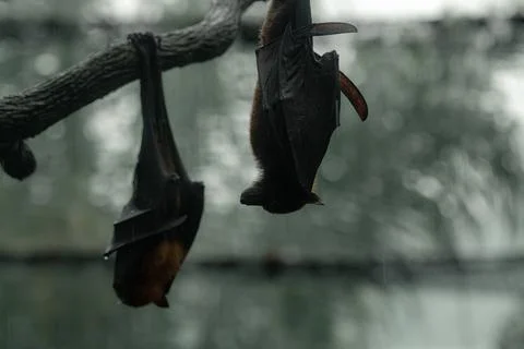 Fruit bat also known as flying fox hanging upside down Stock Photos
