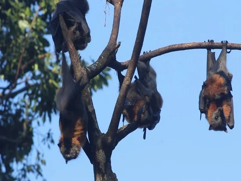 FRUIT BAT WITH BABY 스톡 동영상 100051071