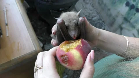 Fruit bat in bat sanctuary gets food and water  Видео 64303308