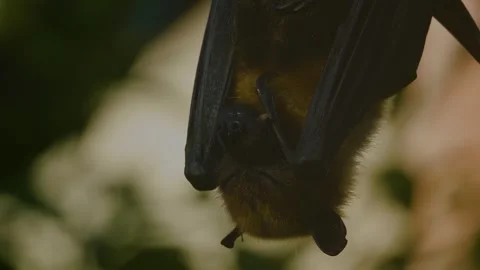 A fruit bat with a big tooth  Stock Footage 263820612