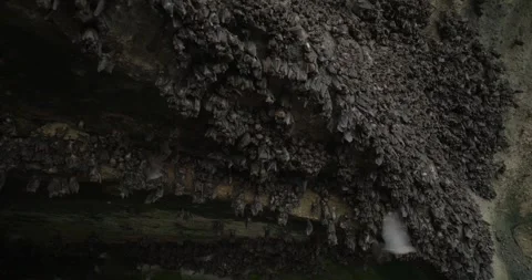 Fruit bat cave with ocean view in Bali Stock Footage 243693426