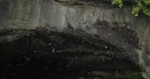 Fruit bat cave with ocean view in Bali 스톡 동영상 244655876
