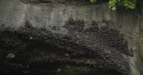 Fruit bat cave with ocean view in Bali 스톡 동영상 245326472