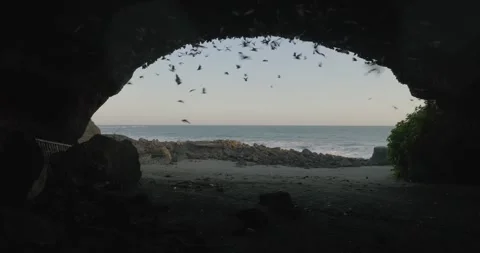 Fruit bat cave with ocean view in Bali Stock Footage 246660754