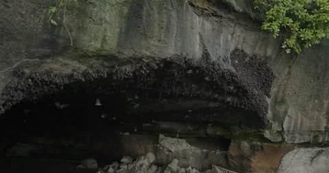 Fruit bat cave with ocean view in Bali Stock Footage 246660779