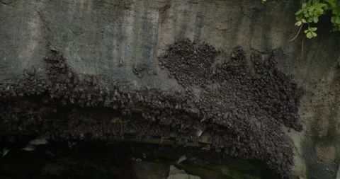 Fruit bat cave with ocean view in Bali Stock Footage 246781389
