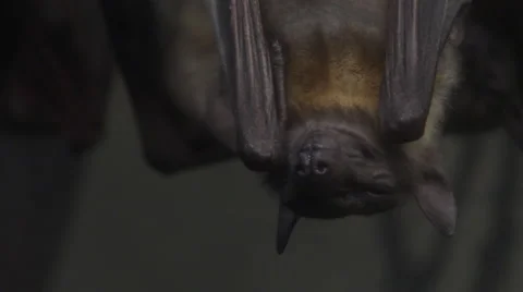 Fruit Bat Close Up Video stock 47549906