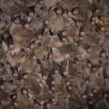 Fruit bat colony Stock Photos