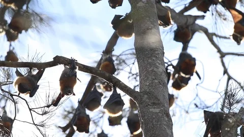 Fruit bat colony roosting in tree in Australia Stock Footage 114785018