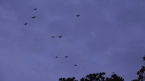 Fruit Bat Evening Flight Stock Footage 58272518