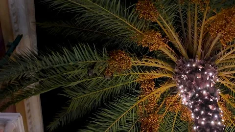 Fruit bat feeding on palm tree at night in Chatan Stock Footage 325632192