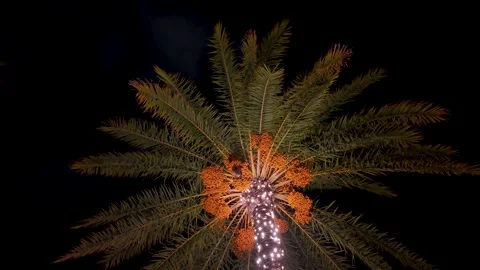 Fruit bat feeding on palm tree at night in Chatan Stock Footage 325632826