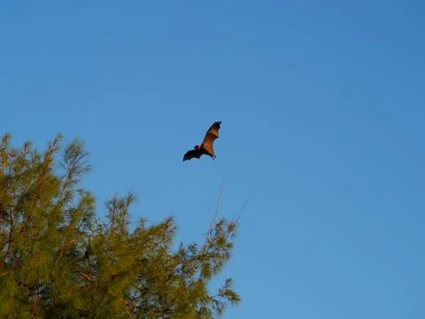 Fruit bat flying as disease vector in nature Stock Photos