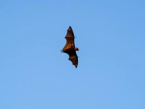Fruit bat flying, disease vector, virus carrier Stock Photos