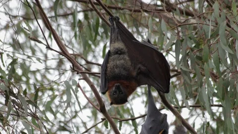 Fruit Bat Flying Fox Hanging Upside Down from Tree Branch Stretching It's Stock Footage 204907892