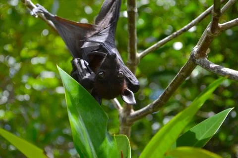 Fruit bat, flying fox, hanging upside down among green leaves on a tree, Sri Stock Photos