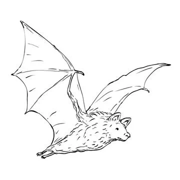Fruit Bat Flying to Right Drawing Black and White Drawing sketch style ill... Stock Photos