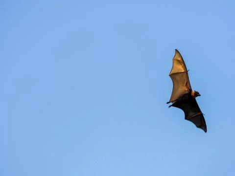 Fruit bat flying through clear blue atmosphere Stock Photos