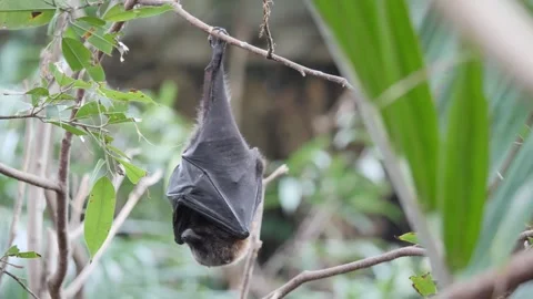 Fruit bat Stock Footage 330085493