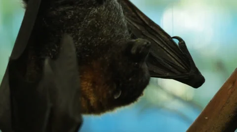 Fruit bat goes to sleep Stock-Footage 39099917