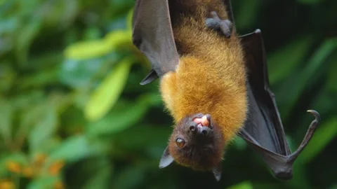 A fruit bat hanging from a branch Stock Footage 256110874
