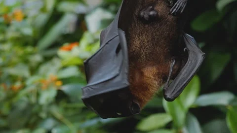 A fruit bat hanging down Stock Footage 244347201