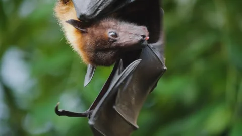 A fruit bat hanging down Stock Footage 244646102