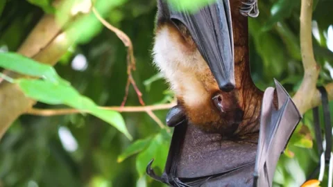 A fruit bat hanging Stock Footage 251424293