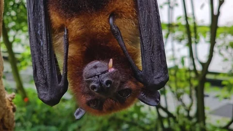 A fruit bat hanging  Stock Footage 266879784