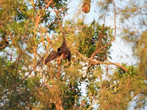 Fruit bat hanging, transmitting disease concept Stock Photos