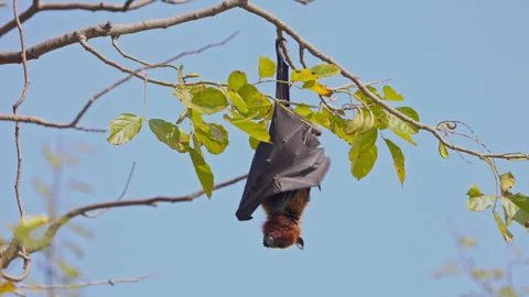 A fruit bat hanging from the tree branch. Stock Footage 308930113