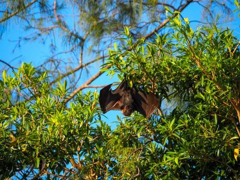 Fruit bat hanging from tree branch spreading wing Stock Photos