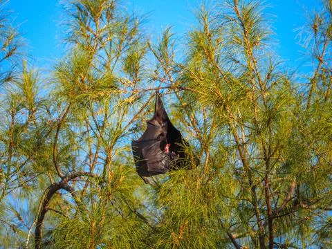 Fruit bat hanging from tree branch resting Stock Photos